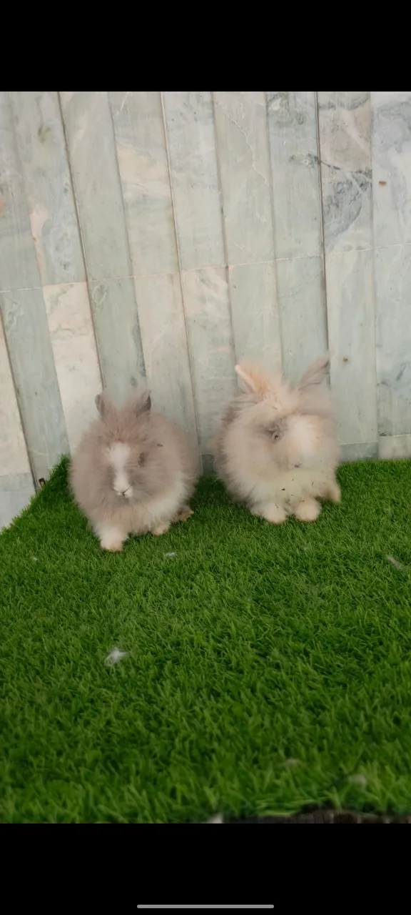 Teddy bear dwarf rabbit pair