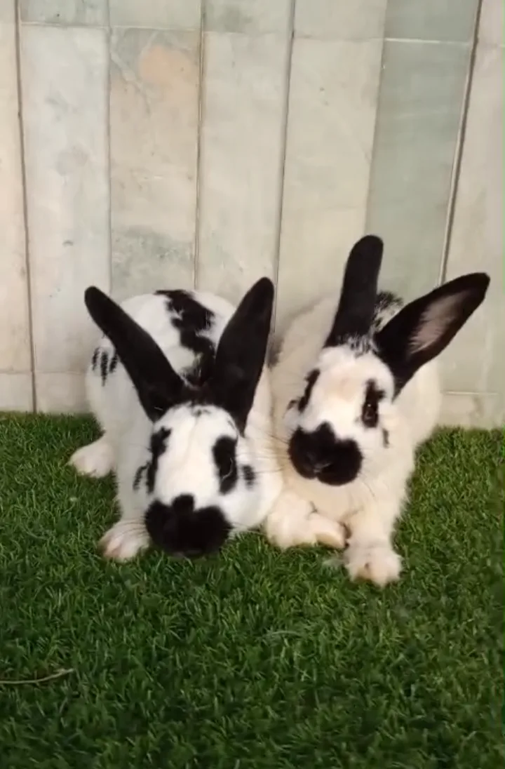 Mini checkered rabbit pair